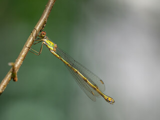Seitliche Nahaufnahme einer Gemeinen Weidenjungfer (Chalcolestes viridis) an einem kleinen Zweig...
