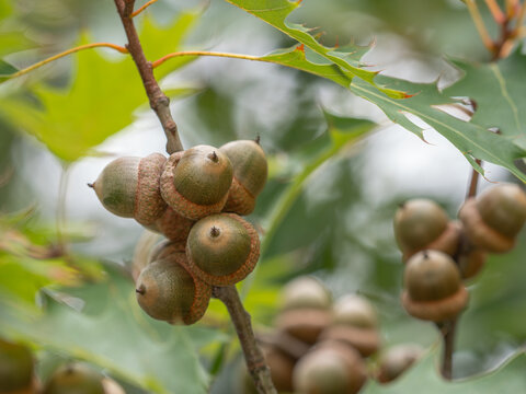 Nahaufnahme von Eicheln an einem kleinen Zweig der Amerikanischen Spitzeiche (Quercus rubra).