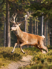 Fototapeta premium Longhorn deer running in the forest close up