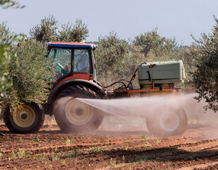 Fototapeta premium A tractor is spraying a field of olive trees