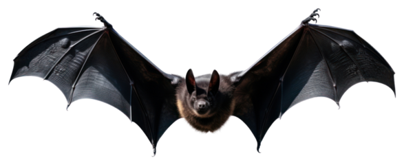 PNG Gothic bat wildlife animal.
