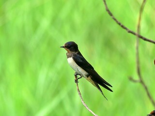 Golondrina común en una rama
