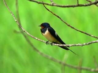 Golondrina común en una rama