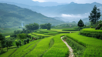 Obraz premium A beautiful mountain landscape with a winding path through a field of green rice
