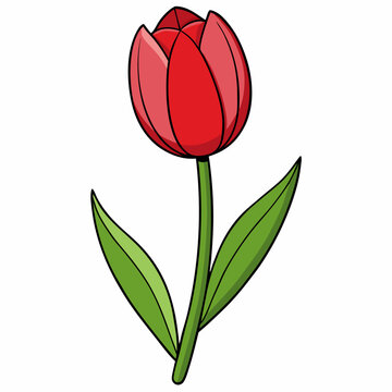 red tulip flower with green stem clip art preview