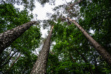 A forest with tall trees. Pine tree view from bottom to top
