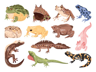 Cartoon frogs lizards. Exotic frog and lizard reptile, tropical amphibian reptilian animal set toad gecko newt salamander rainforest wildlife terrarium, swanky vector illustration