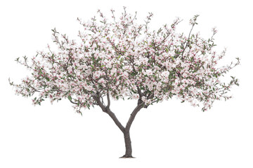 A full blooming cherry tree with white blossoms against a white transparent background.
