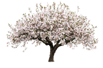 Obraz premium A large, full-blooming cherry blossom tree with white flowers against a white transparent background.