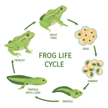 Frog life cycle. Frogs eggs transformation polliwog tadpole frogspawn froglet growth development, toad metamorphosis evolution reproductive process, swanky vector illustration