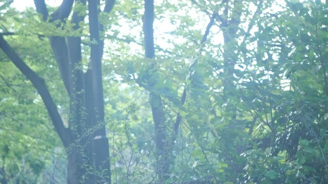 幻想の森