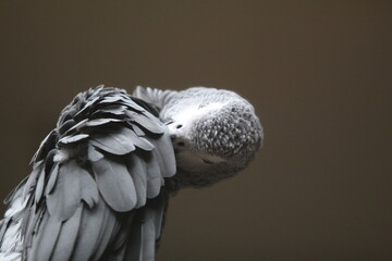 portrait of a bird