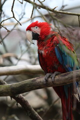 red and yellow macaw