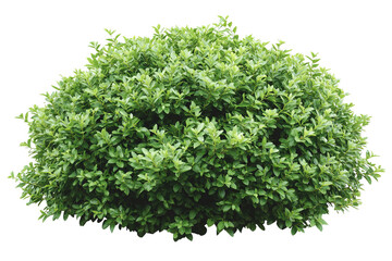 Naklejka premium A lush, green bush with small leaves, isolated on a white transparent background.