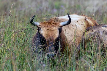 Heckrind © ulikloes