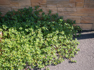 Purslane (Portulaca oleracea) is a leafy green vegetable that is often considered a weed, but is also consumed as a nutritious food source in various cultures.