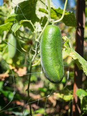 Cucumber is an annual plant originating from India, which is one of the most widespread vegetables in our gardens. Growing cucumbers is more or less undemanding.
