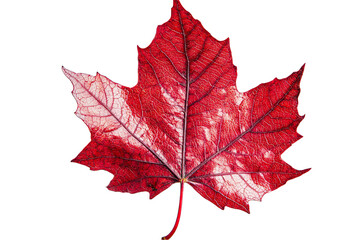 A single red and white maple leaf with veins visible on a white transparent background.