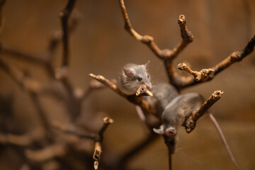 animals in threi natural habitats