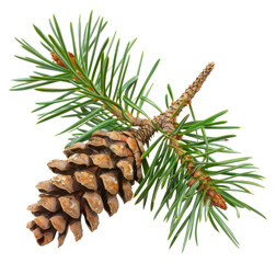 Fototapeta premium PNG Pine branch with cone pine conifer plant.