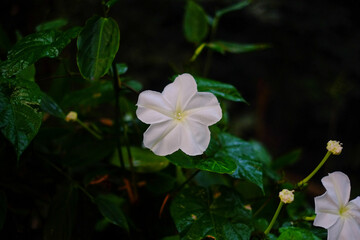 Close up image of a moon plant flower