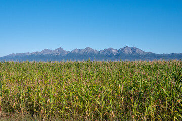 Corn field under the High Tatras. Corn is originally an American plant, but nowadays it is also often grown in Slovakia and throughout Europe.