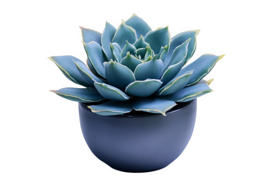A close-up of a succulent plant in a blue pot.  The succulent has fleshy, blue-green leaves arranged in a rosette pattern. The pot is a simple, rounded shape.