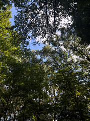 trees in the forest