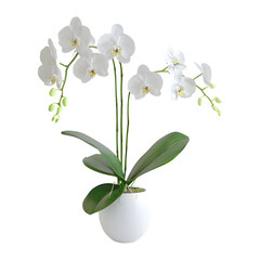 White Flower isolated on white background