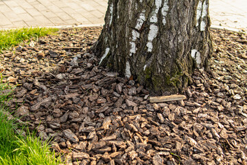 Mulching the soil with bark. Mulching around tree. Landscape design