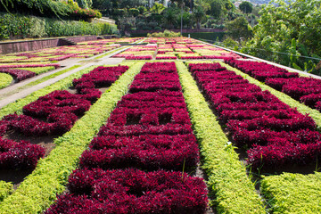 Beautiful view of the flower bed in the tropical garden on a summer day. Close-up. Funchal....