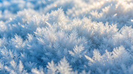 Close-up photo of frost-covered plants with delicate icy crystals in winter sunlight