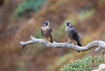 Peregrine falcon juvenile siblings chatting with each other on a bare branch