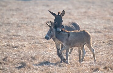 Wild donkeys adult and juvenile in play