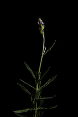 Lavanda