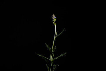 Lavanda