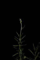 Lavanda