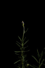 Lavanda