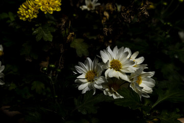 Margaridas
