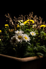 Margaridas