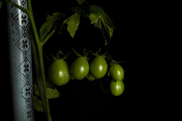 Tomate cereja verde