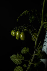 Tomate cereja verde
