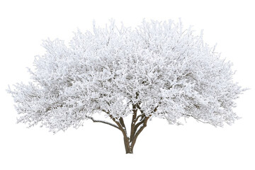 Obraz premium A large tree covered in snow, isolated on a white transparent background.