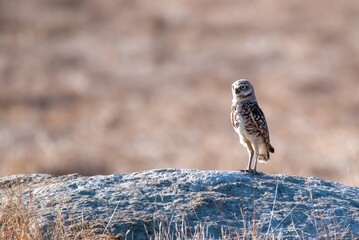 Burrowing owl standing stoic on a rock at sunrise