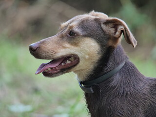 Ein brauner süßer Hund schaut sich um und hechelt dabei. Seine Zunge streckt er dabei heraus.