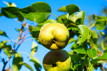 Green pears are hanging on a branch .