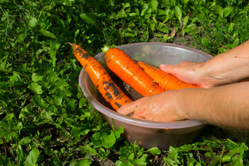 A woman washes carrots .