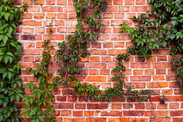 Red Brick Wall with Green Climbing Ivy. Vibrant red brick wall partially covered with lush green ivy, adding a natural contrast between the man-made structure and the organic plant growth.
