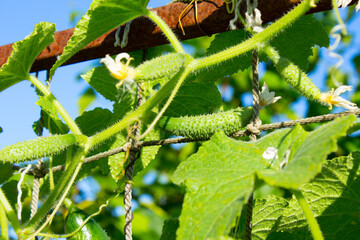 A green cucumber grows on a trellis.