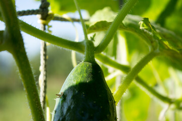 A green cucumber grows on a trellis.